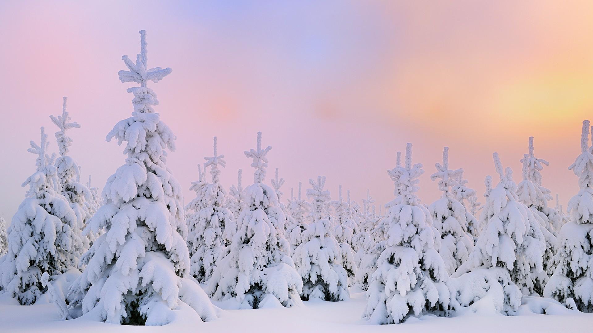 松树林雪地高清壁纸