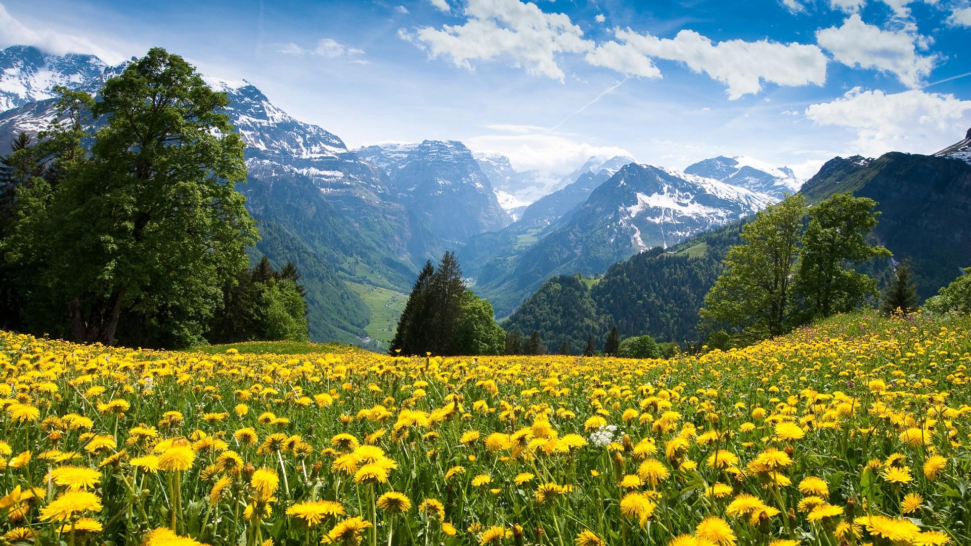 百花盛开阿尔卑斯山风景